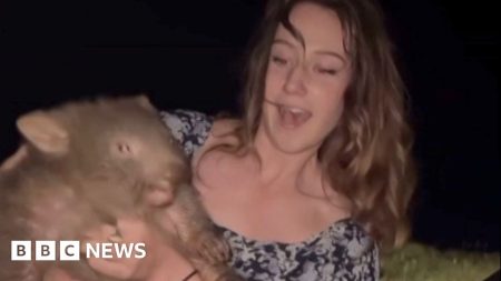 US Influencer menarik reaksi untuk mengambil bayi wombat dari ibu